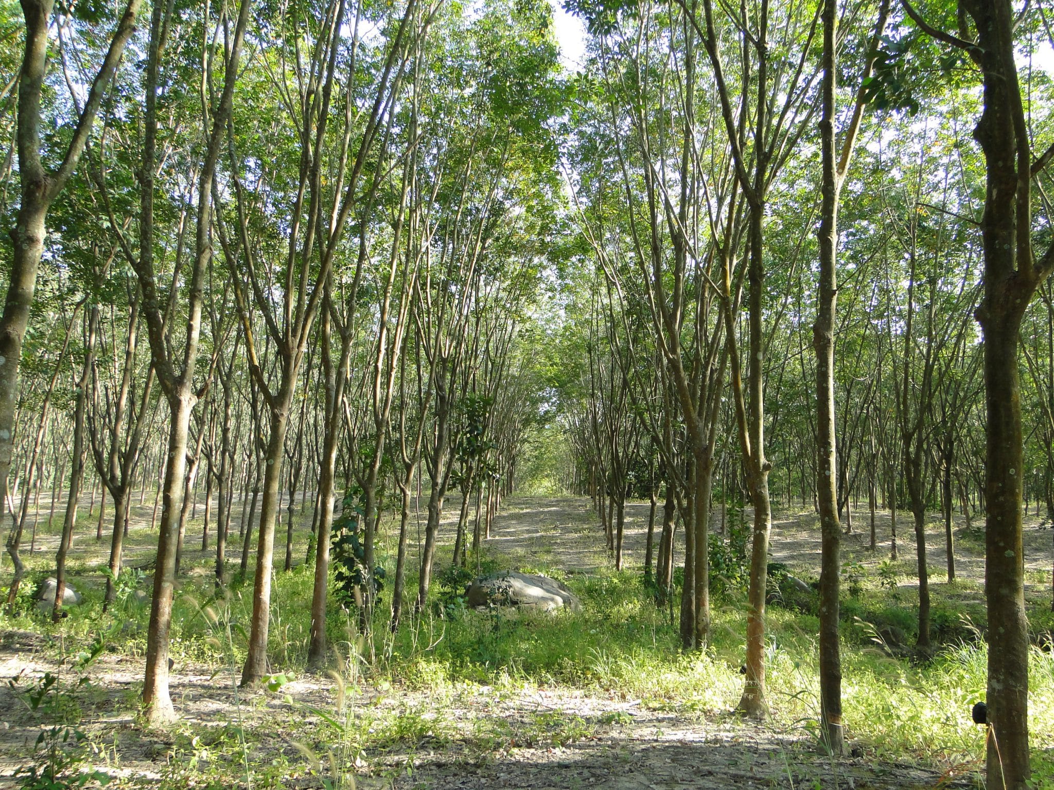 Sustainable Harvesting of Latex