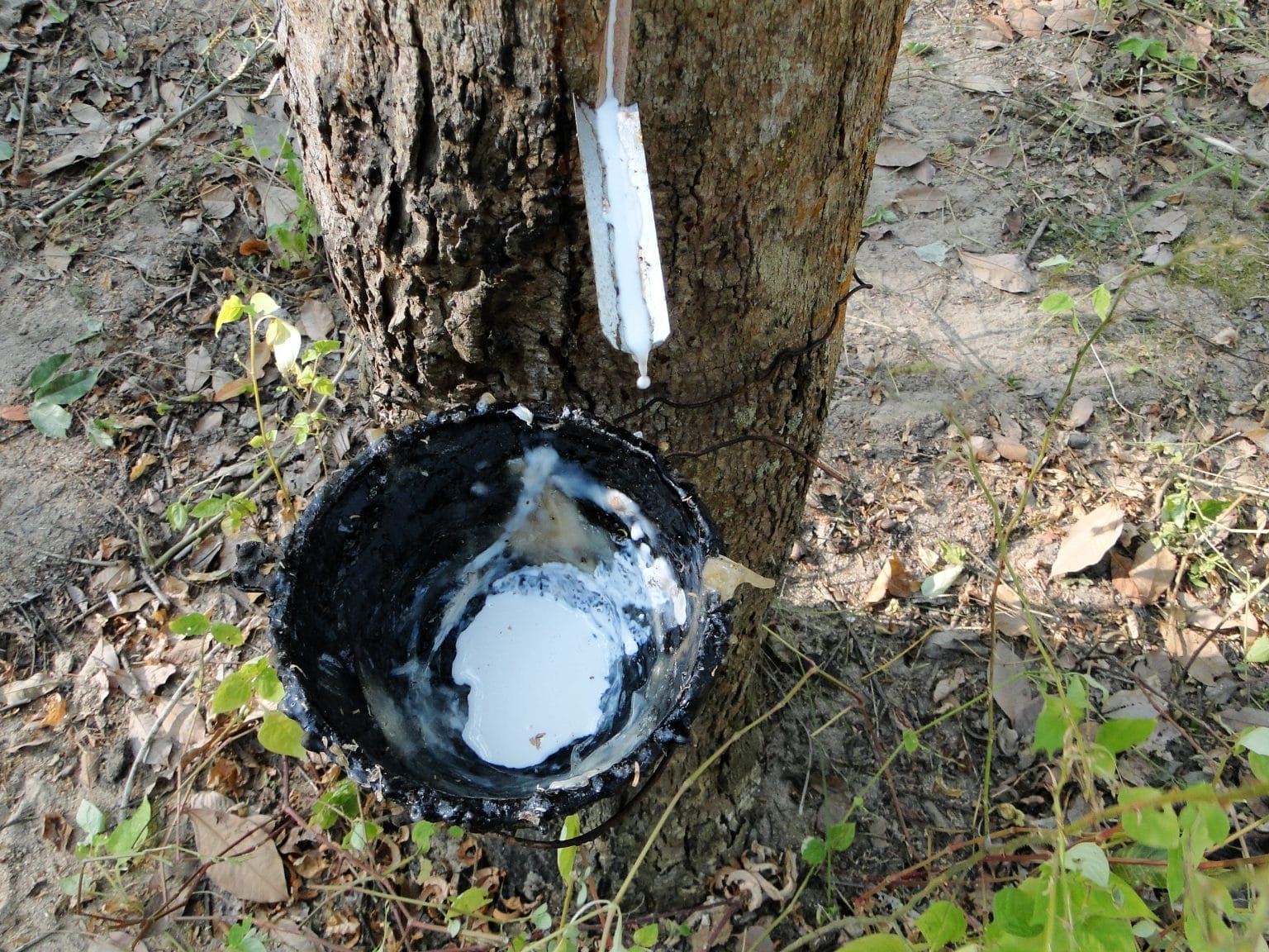 Sustainable Harvesting of Latex